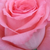 Roz - Trandafir teahibrid - Bel Ange®